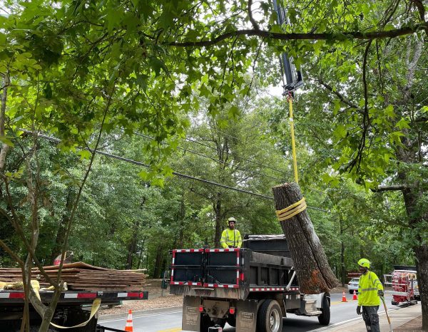 Full tree removal service