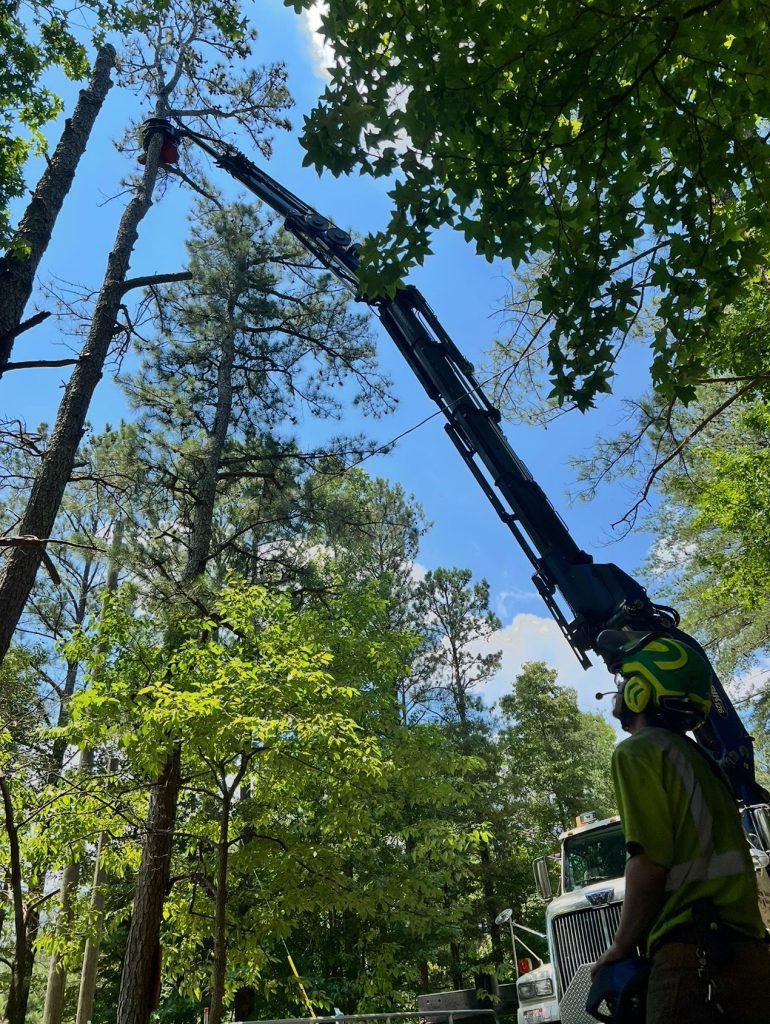 Tree trimming this winter to improve safety and structure in Georgia