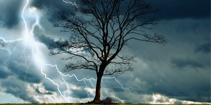 Trees damaged in a storm; storm damage; emergency tree service; tree emergencies; storm damage cleanup