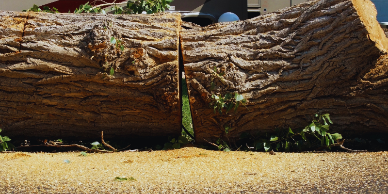 tree removal in Northwest Atlanta