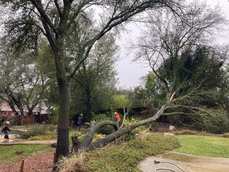 Winter tree trimming on a residential property in Northwest Atlanta