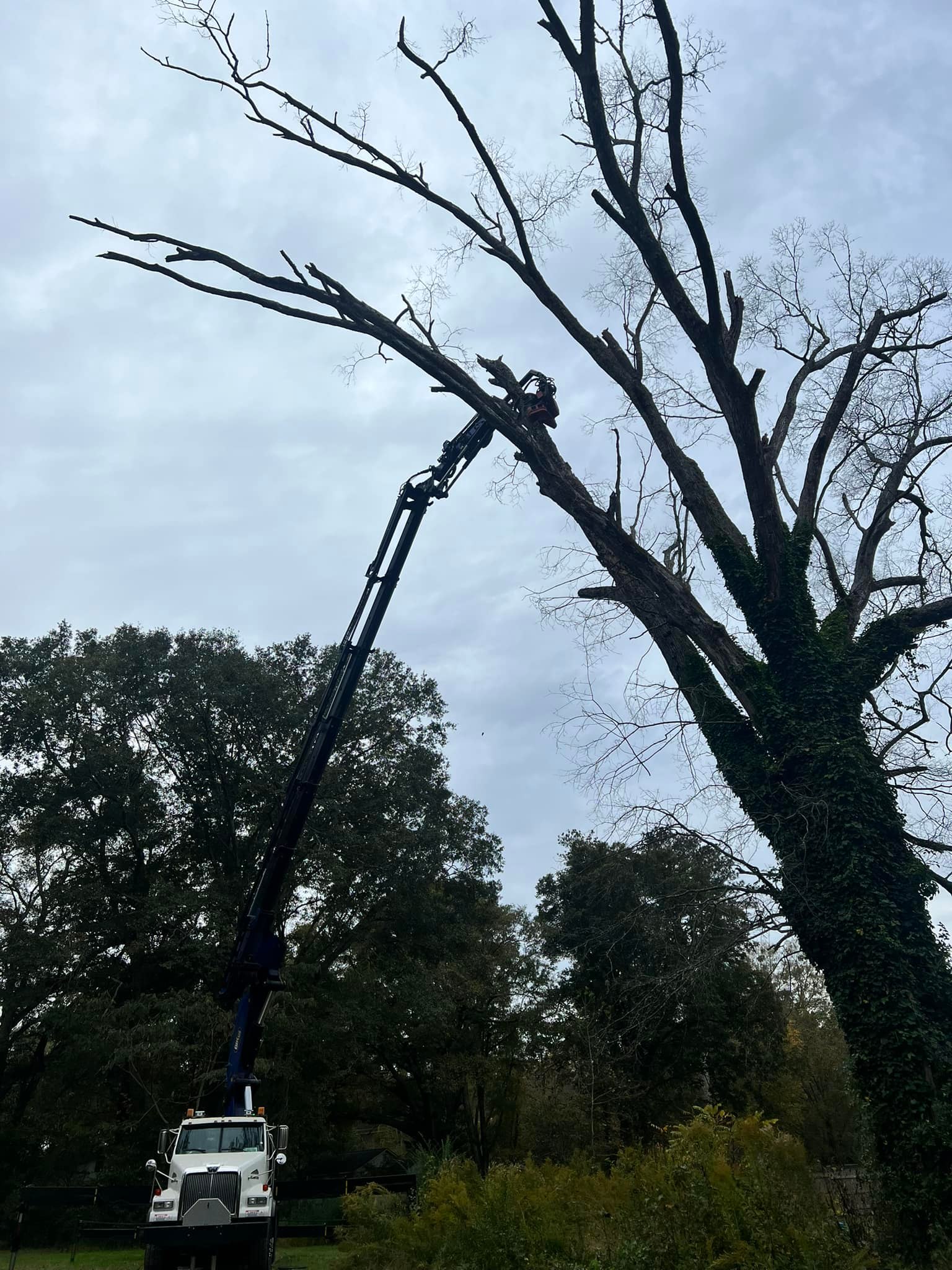 Professional tree removal crew using ropes and safety gear to remove a large tree near a home.