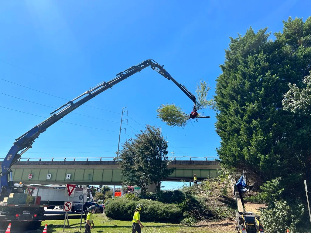 How to Prepare Trees for Spring Storm Season in Northwest Atlanta