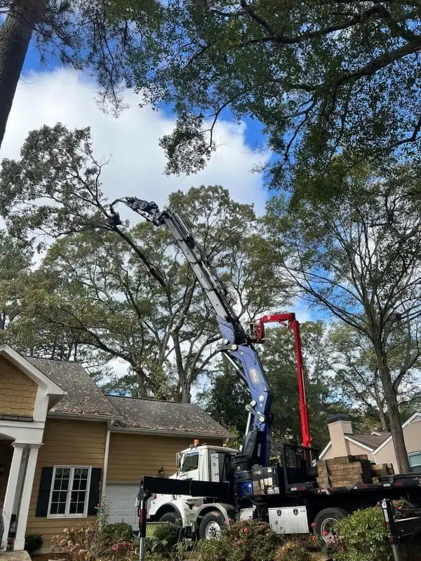 Tree removal and stump grinding service in Cobb County GA with full cleanup