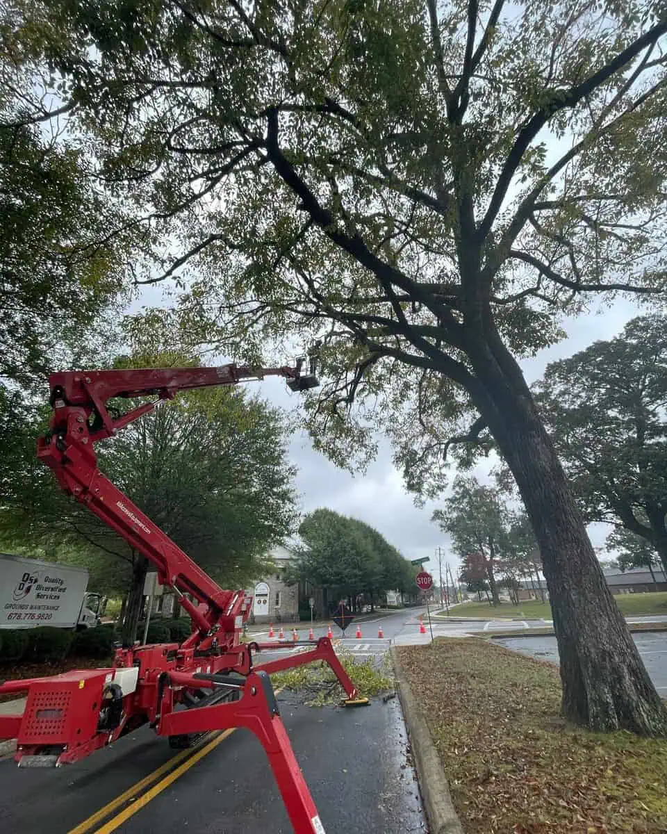 Professional Tree Removal in Cherokee County QDS TreeWorx