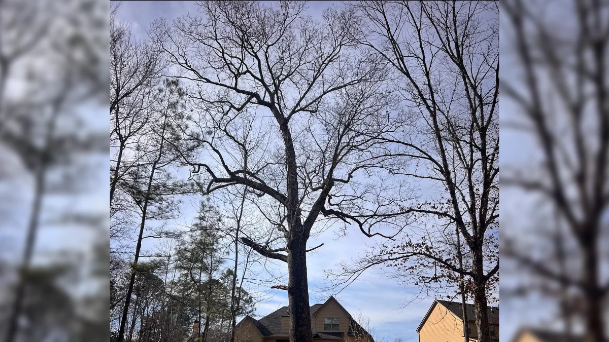 QDS TreeWorx tree health assessment identifying summer tree problems in Northwest Atlanta Georgia