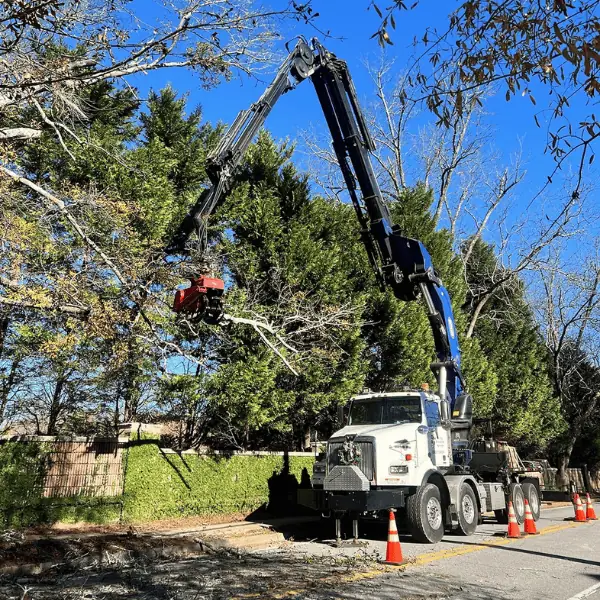 Tree trimming service in Cobb County GA maintaining tree health